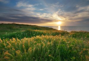 Sky, sea, and green grass.